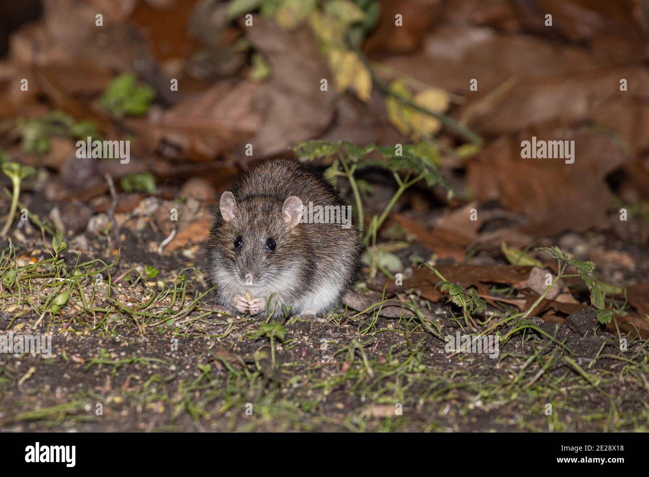 Rat brun, rat brun commun, rat norvégien, rat commun (Rattus norvegicus), manger dans un endroit où se nourrissent les oiseaux la nuit, vue de face, Allemagne, Bavière, Banque D'Images