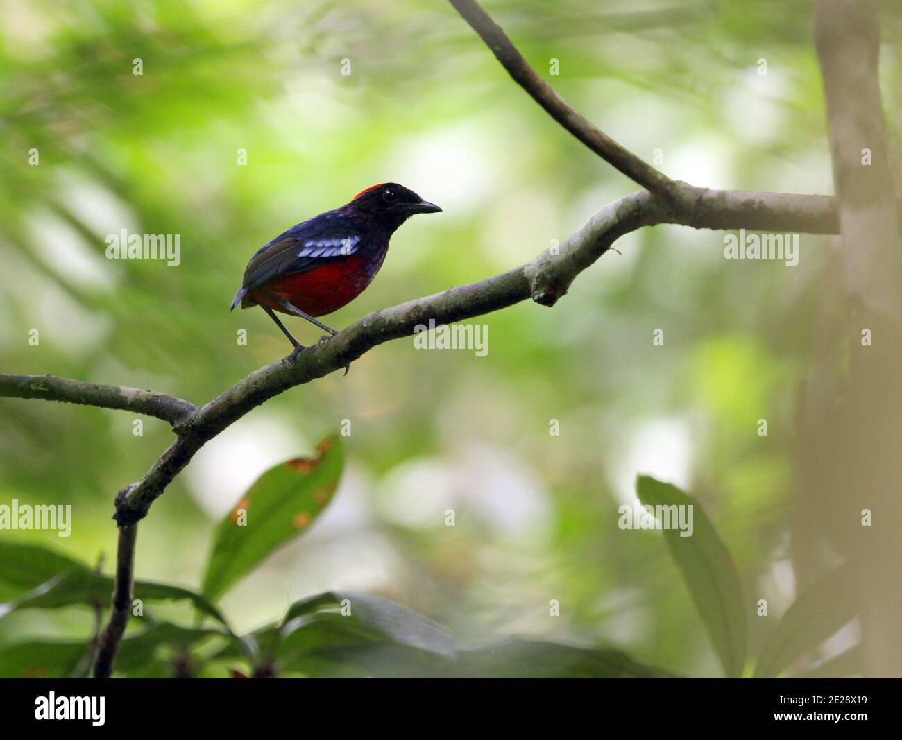 Garnet Pitta (Erythropitta granatina), homme adulte dans la forêt tropicale perchée sur une branche, Malaisie, Taman Negara Banque D'Images