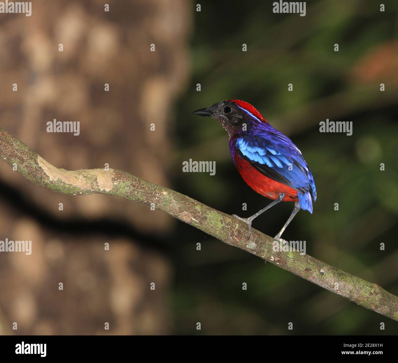 Garnet Pitta (Erythropitta granatina), homme adulte dans la forêt tropicale perchée sur une branche, Malaisie, Taman Negara Banque D'Images