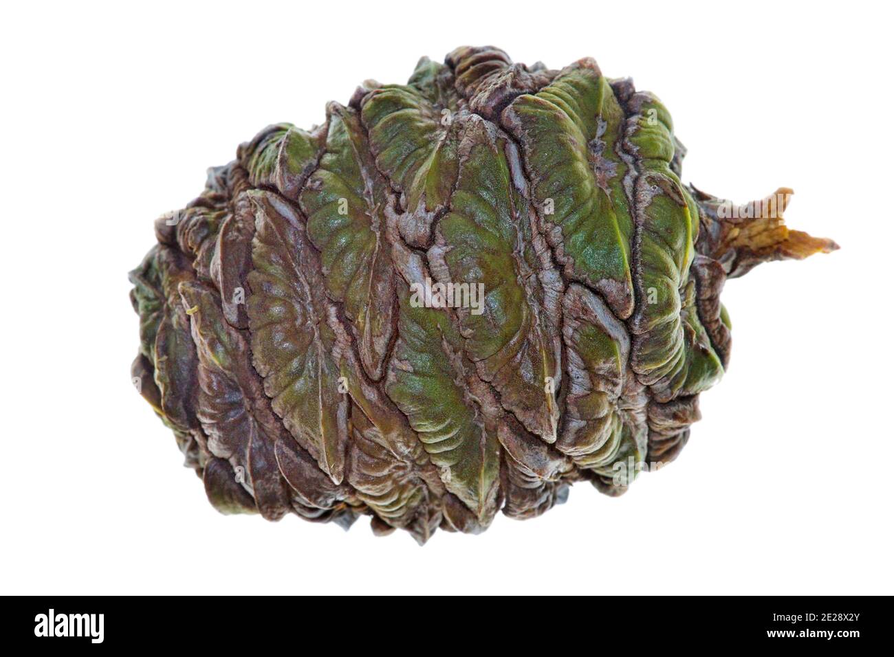 Séquoia géant, séquoia géant (Sequoiadendron giganteum), cône, découpe Banque D'Images