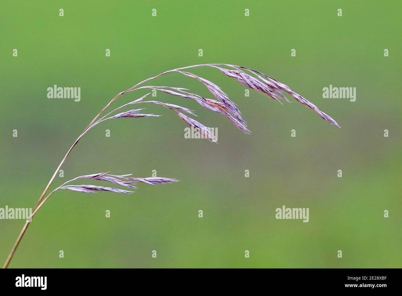 Fétuque (Festuca spec.), panicule, Allemagne, Rhénanie-du-Nord-Westphalie Banque D'Images