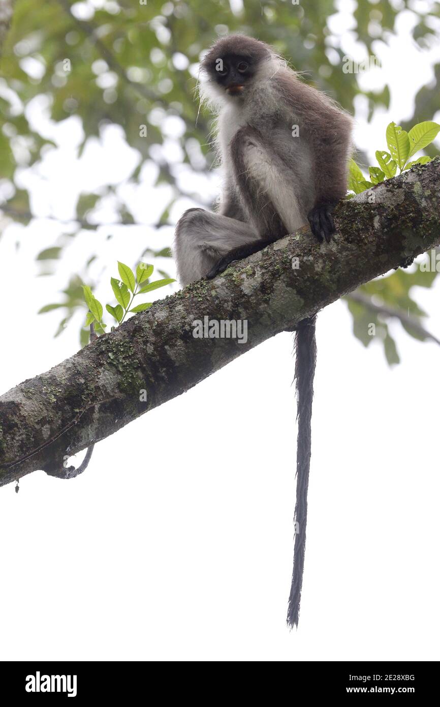 Suri à chaumes blanches, Langur (Presbytis siamensis), perchée dans un arbre, Malaisie, Frasers Hill Banque D'Images