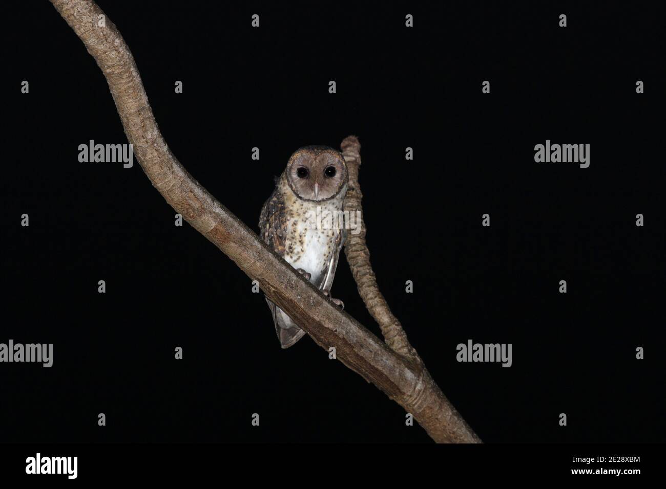 Petit hibou masqué (Tyto sororcula), perçant sur une branche, Indonésie, mer de Banda, Tanimbar Banque D'Images
