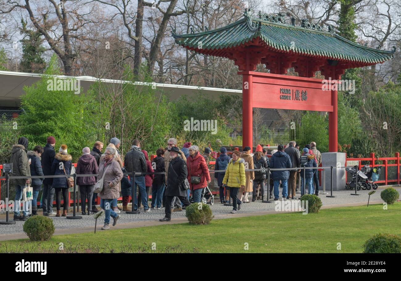 Berlin, 31.01.2020: Der zweite Tag an dem die Panda-Zwillinge Meng Xiang und Meng Yuan alias Pit und Paule mit ihrer Mutter Meng für Besucher zu Banque D'Images