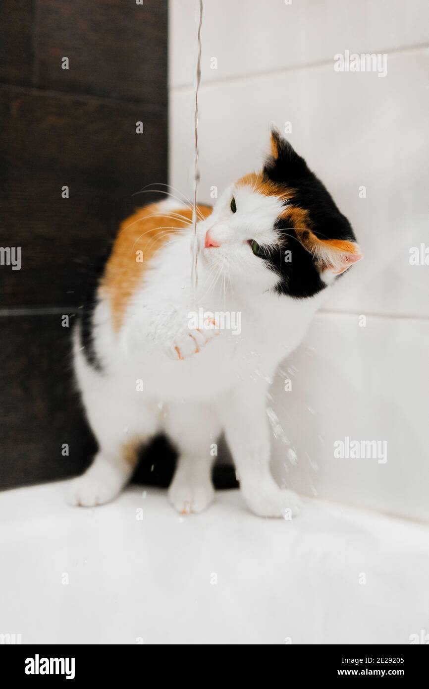 Petit tricolore court-circuitheet l'eau potable de kitten provenant du robinet de l'évier dans un bain léger. Le chat cesse de soif d'eau. Bannière sur la vue avant des animaux de compagnie Banque D'Images