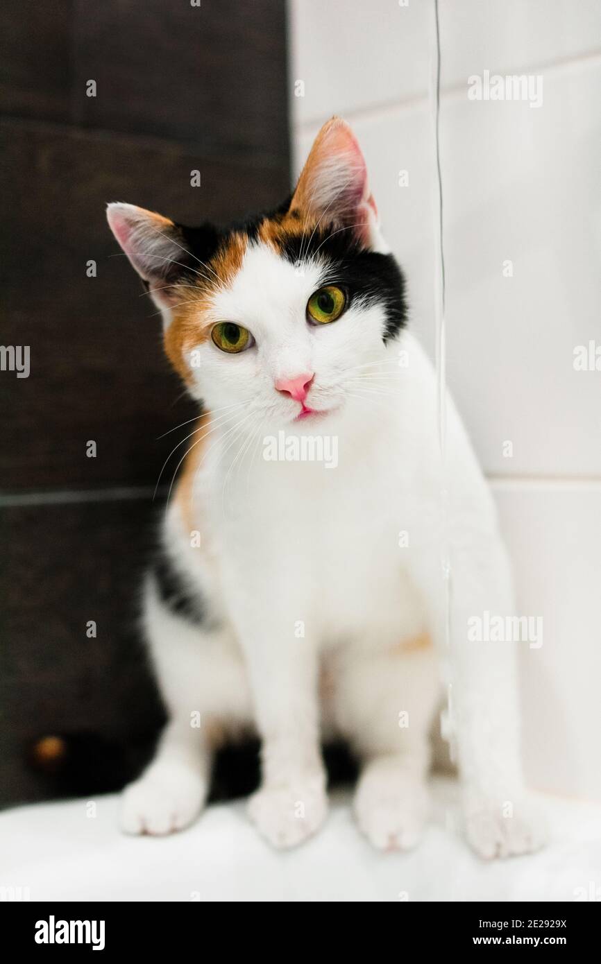 Petit tricolor court chaton à l'eau dans une salle de bains lumineuse. Chat avec nez rose et yeux verts. Bannière sur la vue avant des animaux de compagnie Banque D'Images