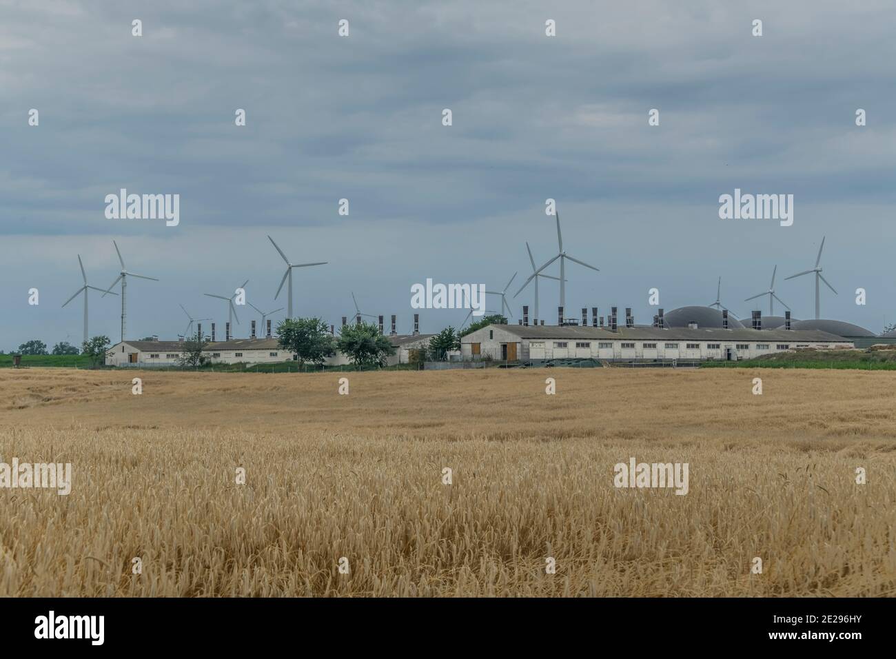 Viehställe im Landkreis Oder-Spree, Brandebourg, Allemagne Banque D'Images