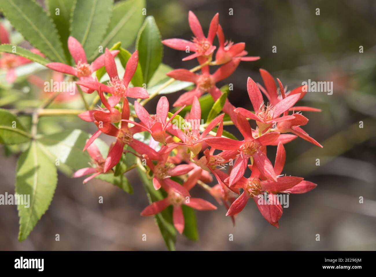 Nouvelle-Galles du Sud Noël Bush en fleur Banque D'Images