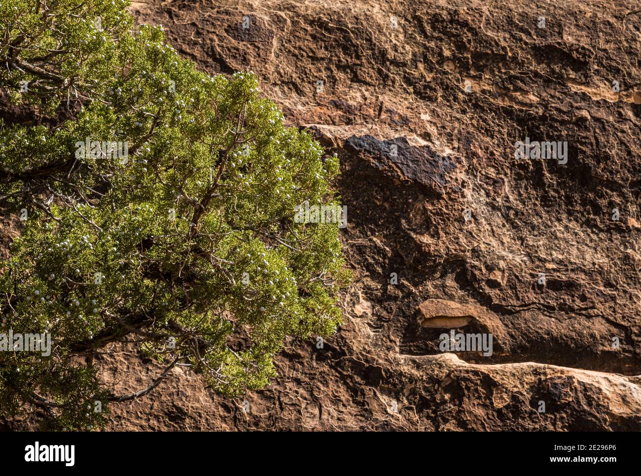 Juniper Tree et grès, parc national de Canyonlands, Utah, États-Unis. Banque D'Images