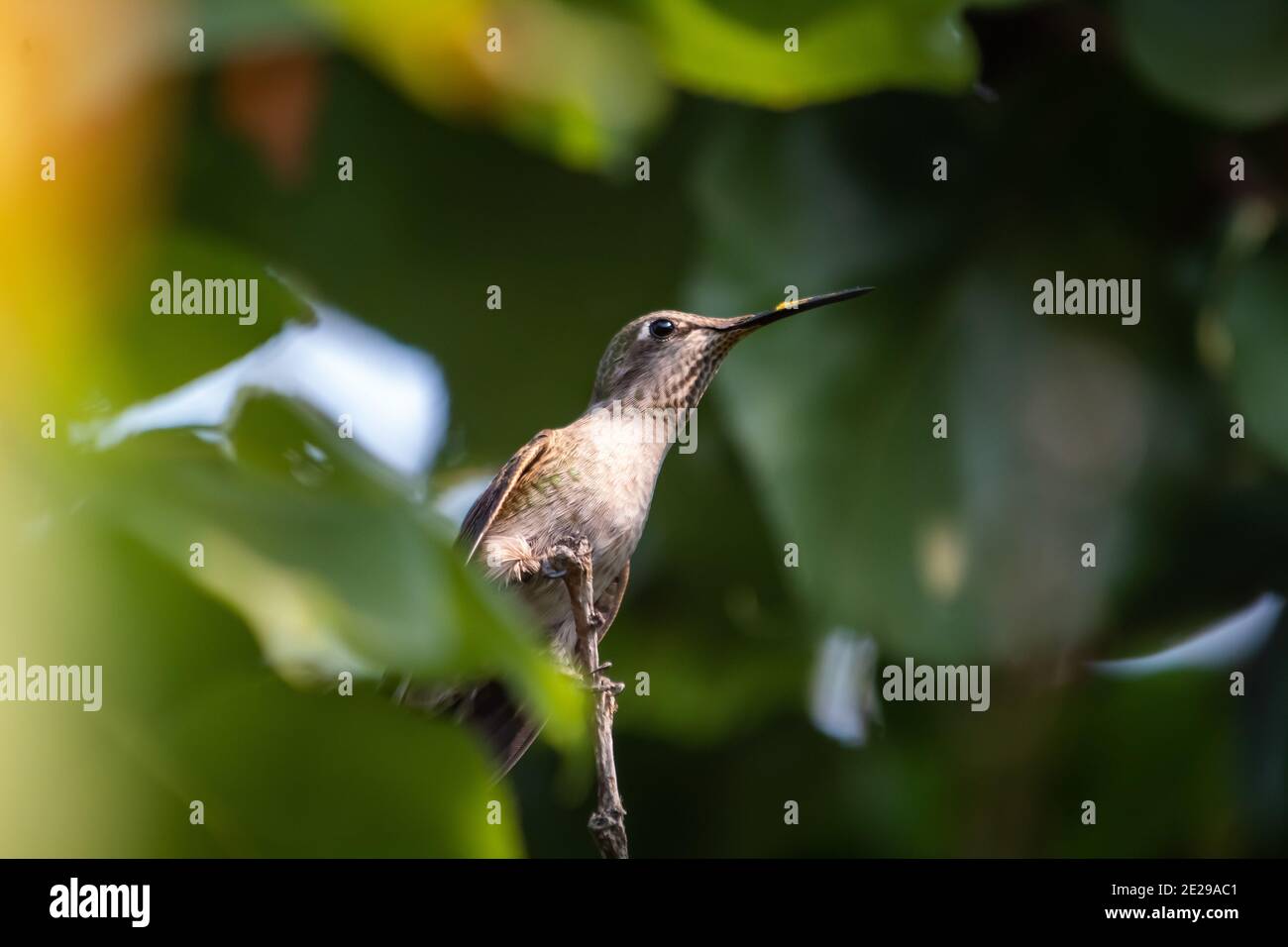 Un oiseau de bourdonnement féminin d'Anna faisant une apparition dans un arbre de cour arrière Banque D'Images