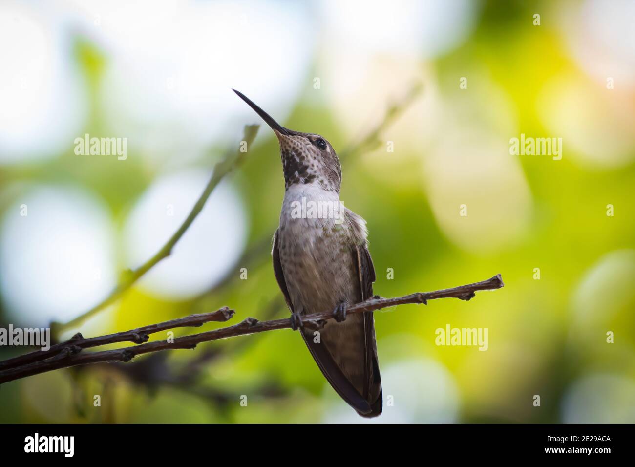 Un oiseau de bourdonnement féminin d'Anna faisant une apparition dans un arbre de cour arrière Banque D'Images