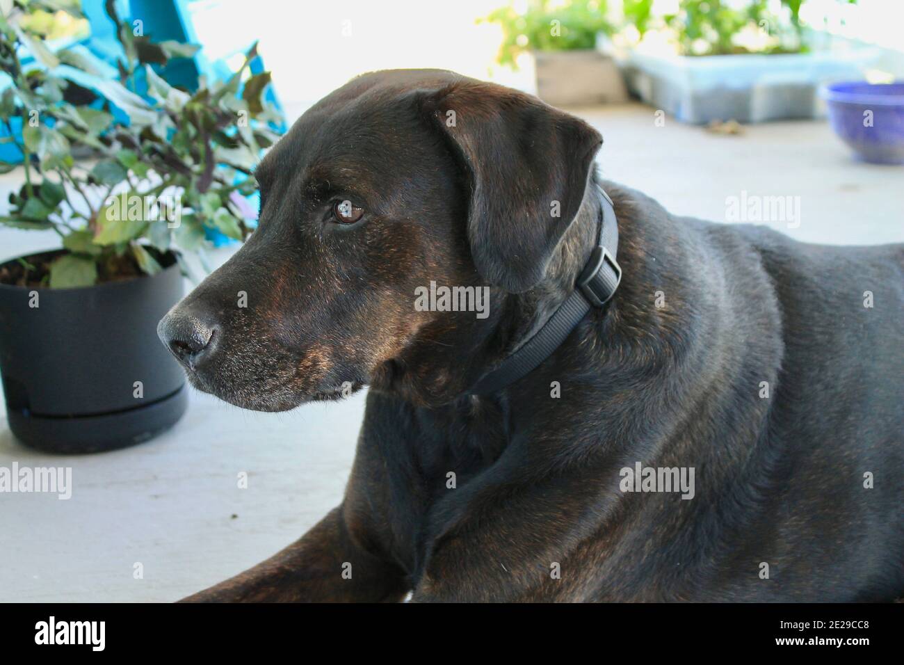 Mélange de mastiff du Labrador brun Banque D'Images