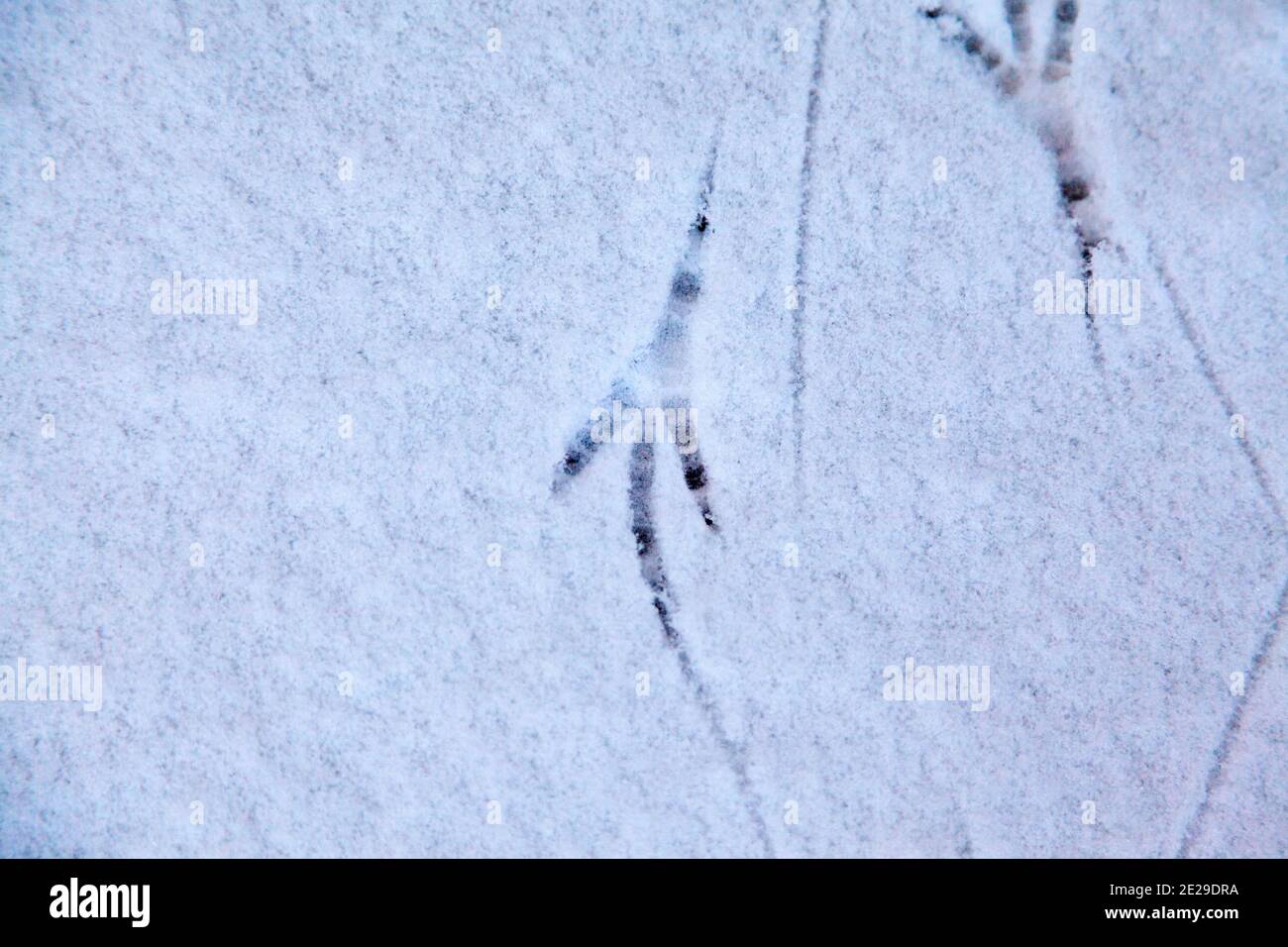 traces d'oiseaux dans la neige fraîche Banque D'Images