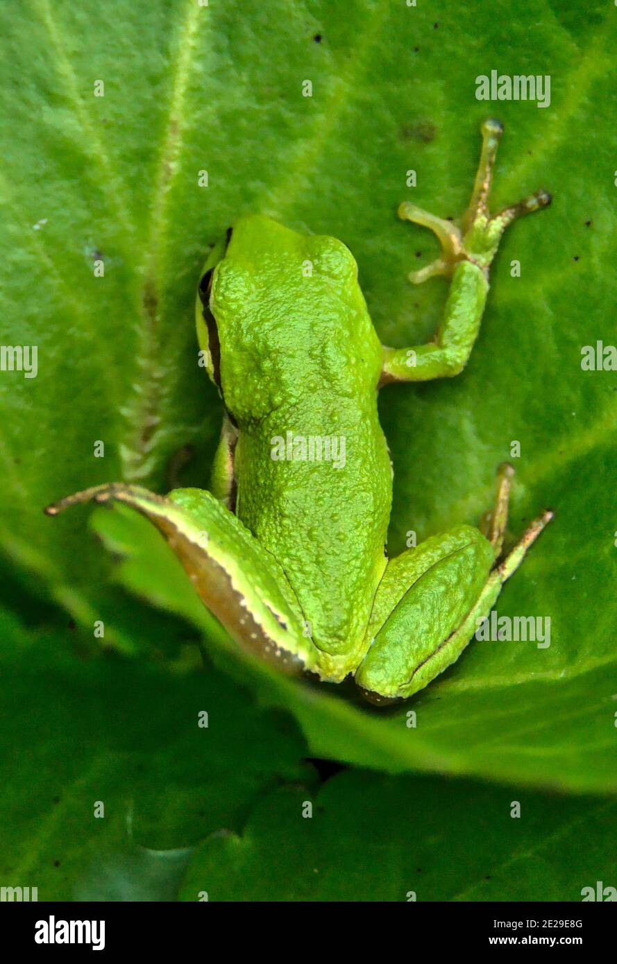 Grenouille des arbres du Pacifique Nord Banque D'Images