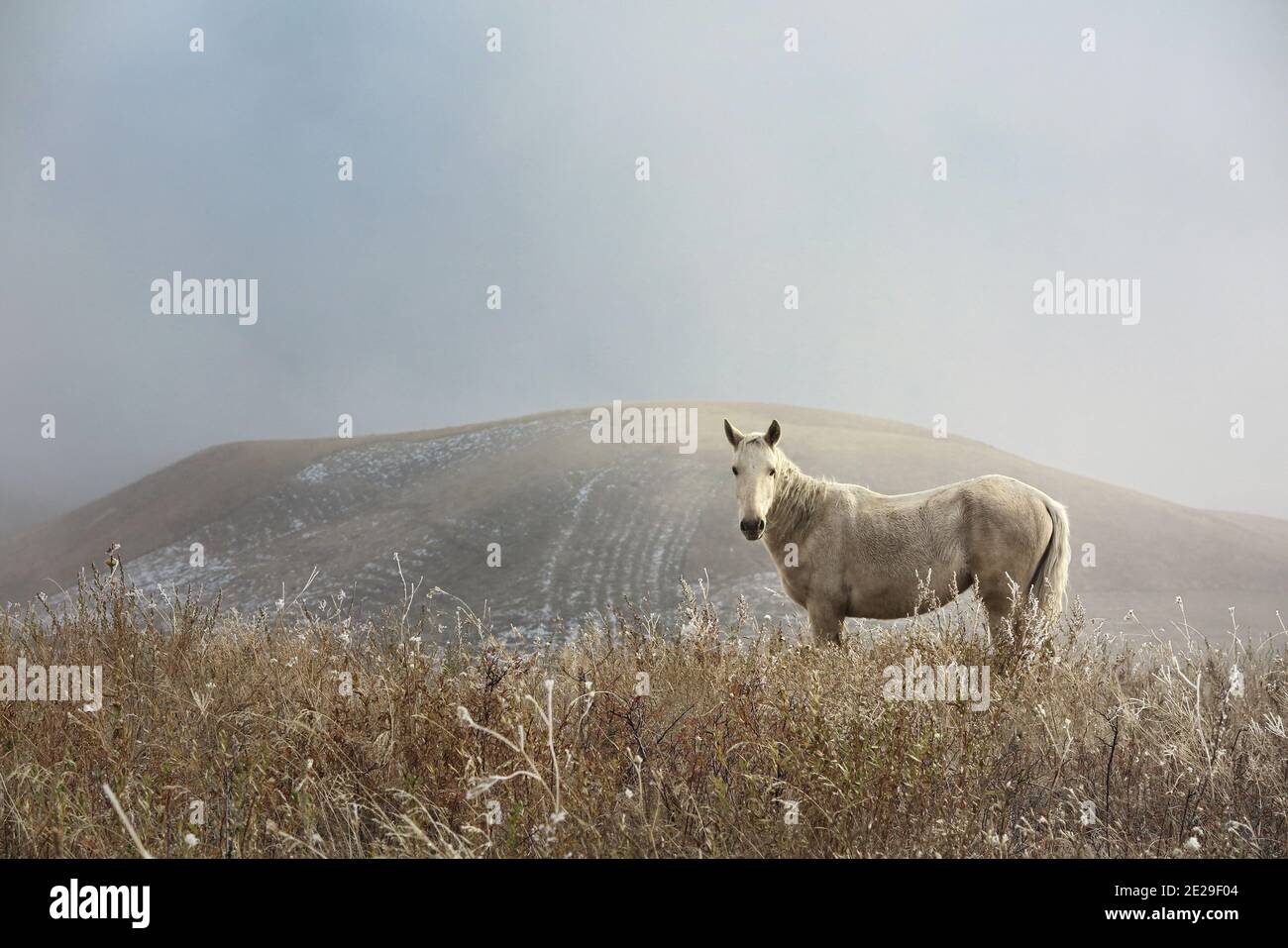 Un cheval sur une colline Banque D'Images