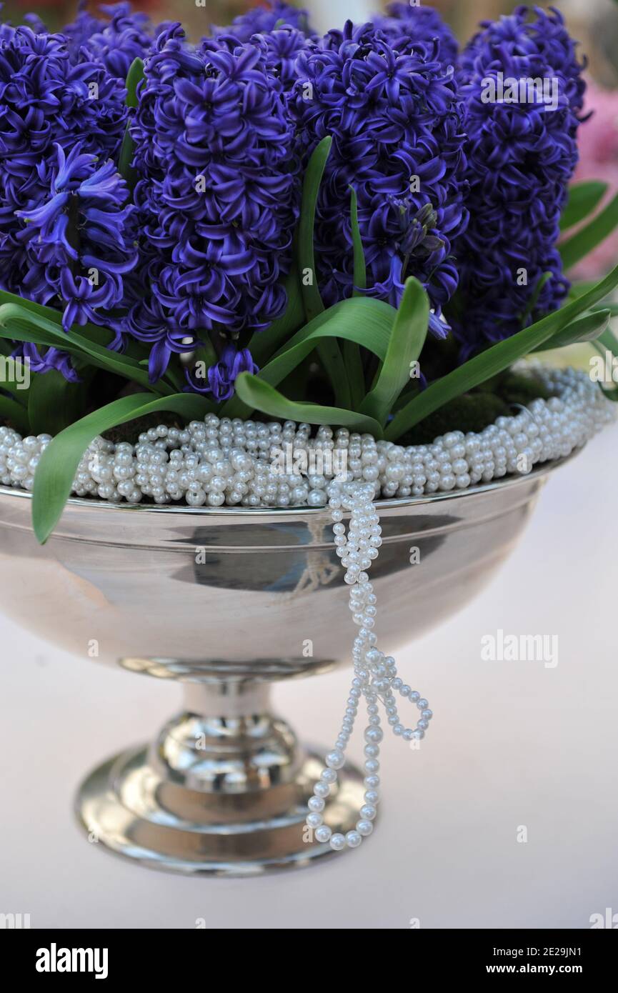 Jacinthe (jacinthus orientalis) Blue Pearl fleurit dans un vase métallique,  décoré de perles dans un jardin en avril Photo Stock - Alamy