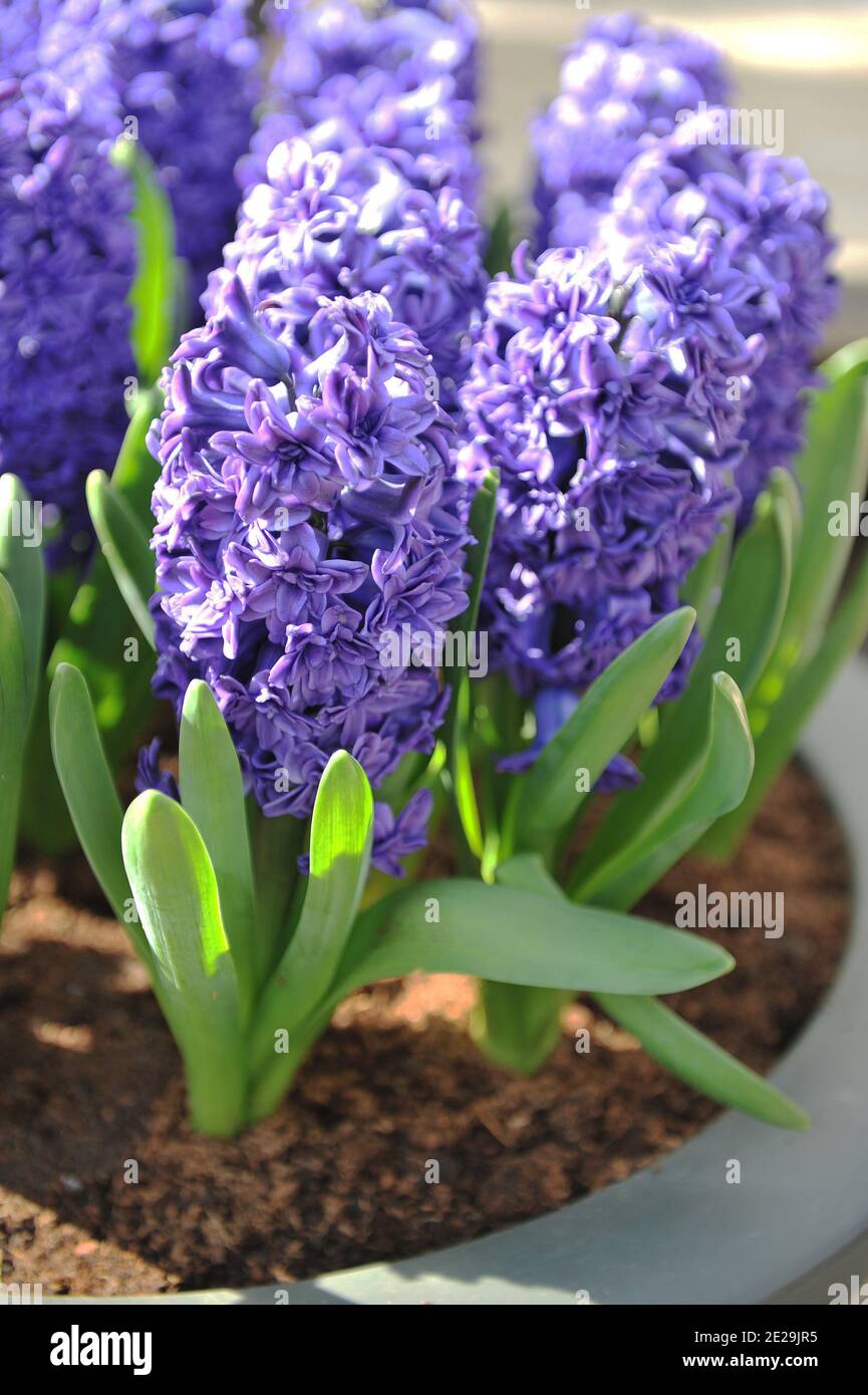 Jacinthe double bleu (jacinthus orientalis) Manhattan fleurit dans un pot  dans un jardin en avril Photo Stock - Alamy