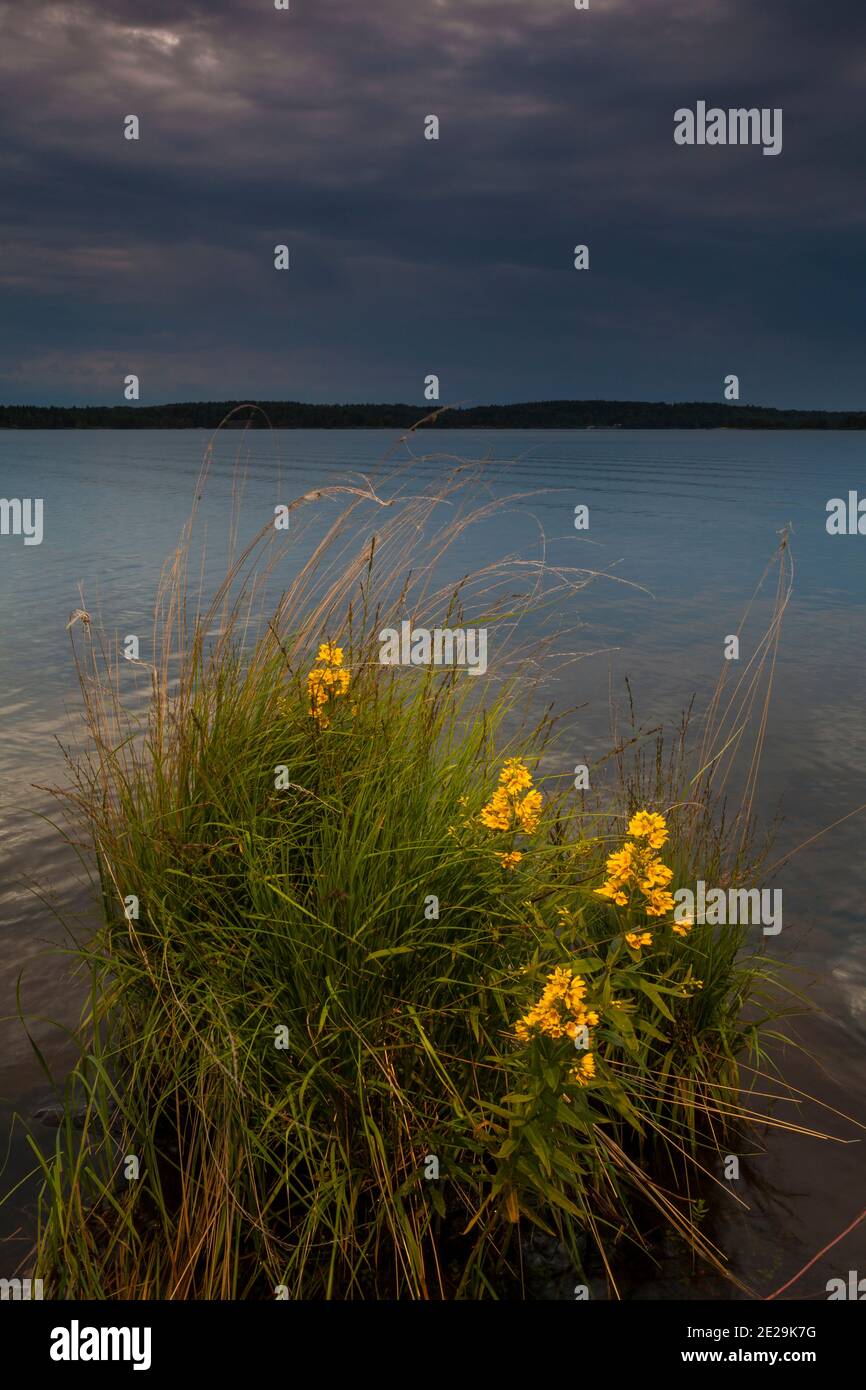 Belles fleurs au bord du lac de l'île de Brattholmen dans le lac Vansjø, Østfold, Norvège. Banque D'Images