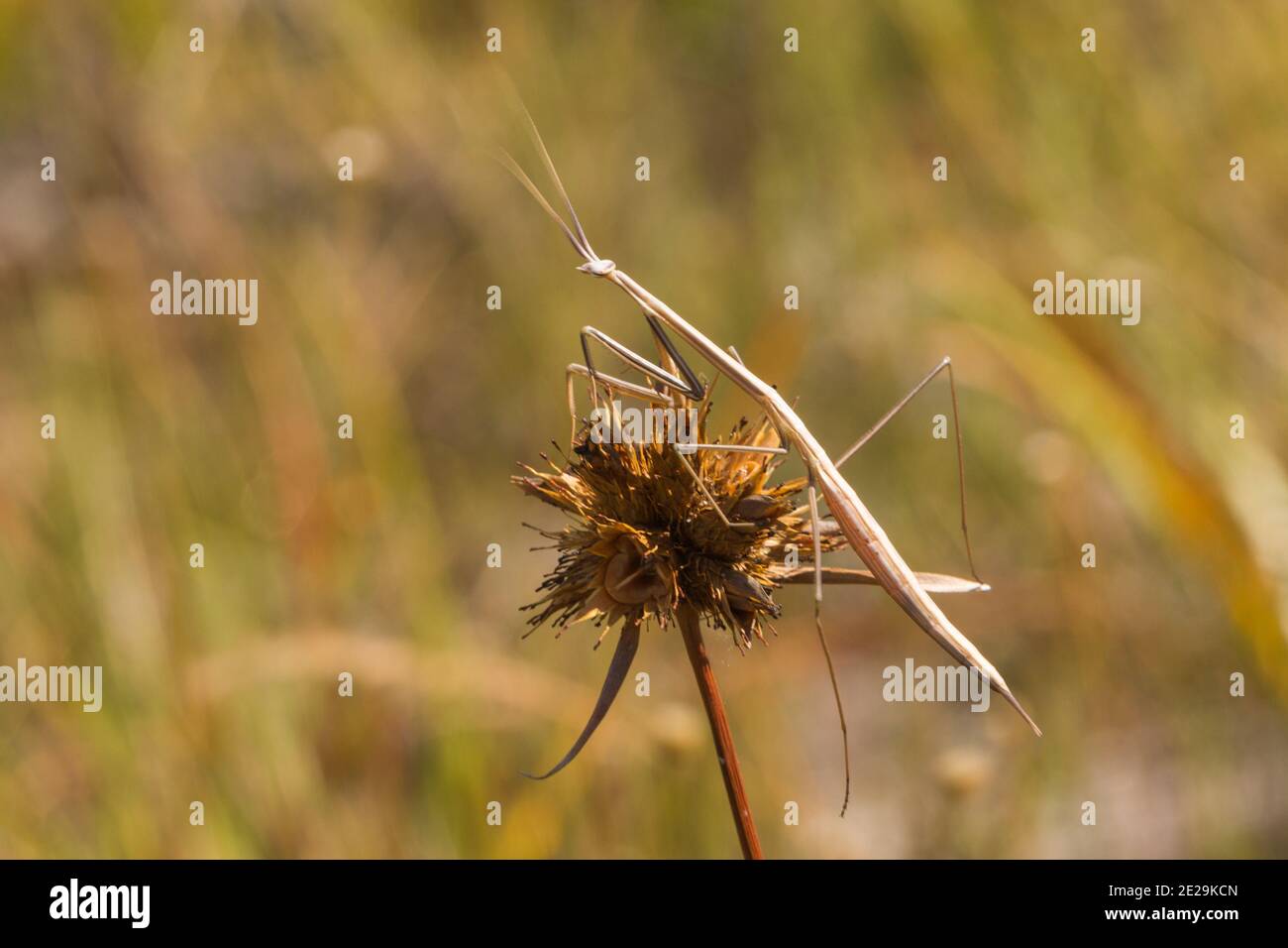 Prier Mantis sur une fleur dans la Serra do Cipó Dans l'État de Minas Gerais au Brésil Banque D'Images