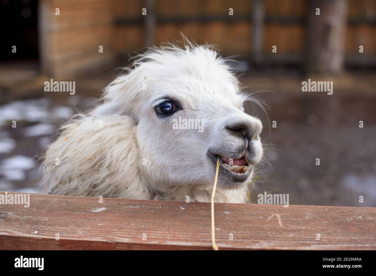 Lama glama sur la ferme avec une clôture en bois Banque D'Images