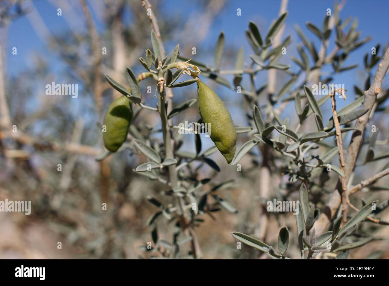 Fruit en capsule vert immature, Bladderpod, Peritoma Arborea, Cleomaceae, arbuste indigène, Parc national de Joshua Tree, désert de Mojave du Sud, hiver. Banque D'Images
