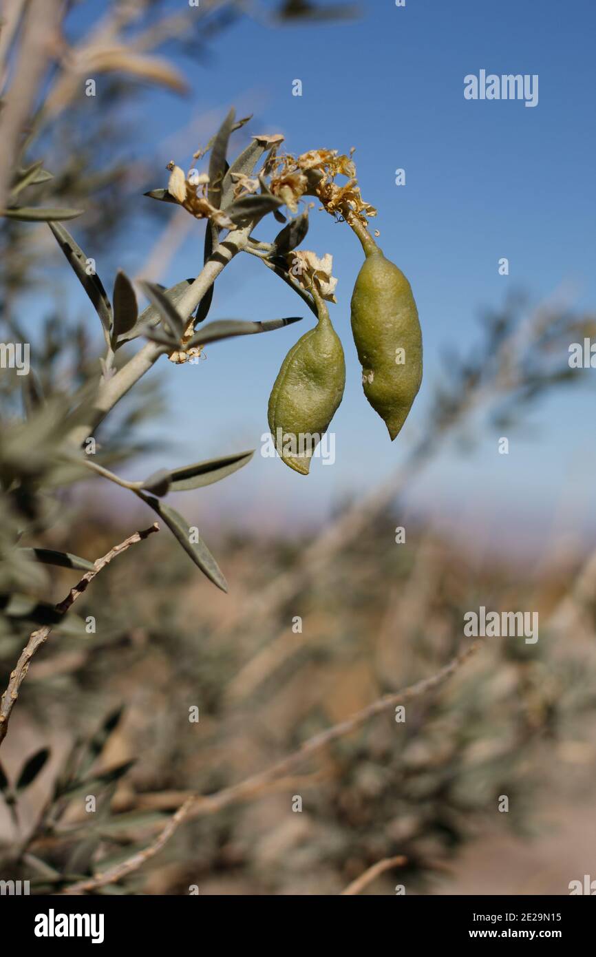 Fruit en capsule vert immature, Bladderpod, Peritoma Arborea, Cleomaceae, arbuste indigène, Parc national de Joshua Tree, désert de Mojave du Sud, hiver. Banque D'Images