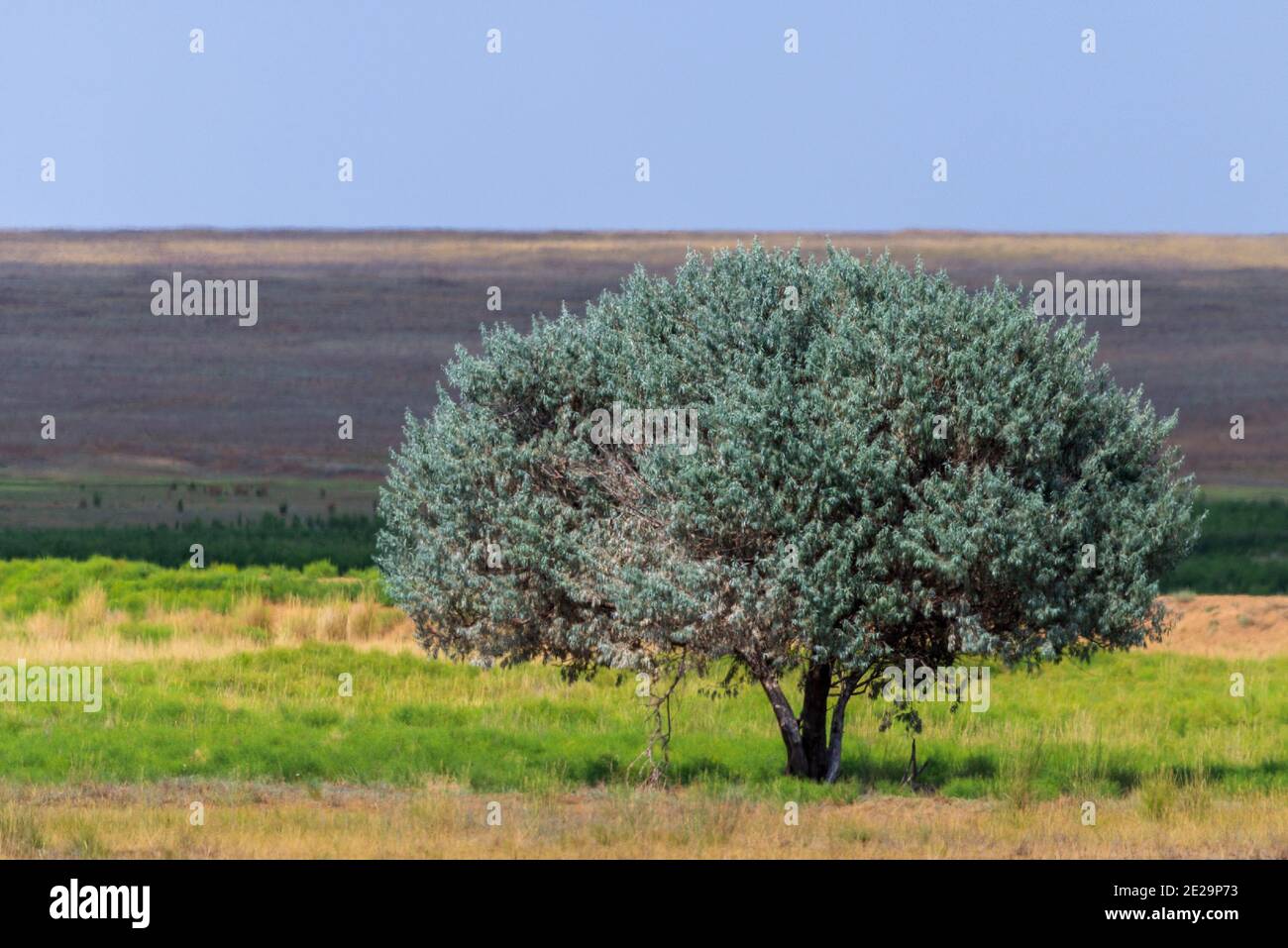 Arbre solitaire en steppe. Le paysage ressemble à une prairie ou à une savane. Banque D'Images