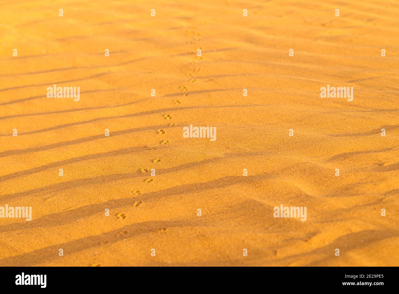 Motif de sable doré sur une plage en été avec chaîne de pistes. La surface texturée de sable sur la plage après un fort vent sous forme de wav Banque D'Images