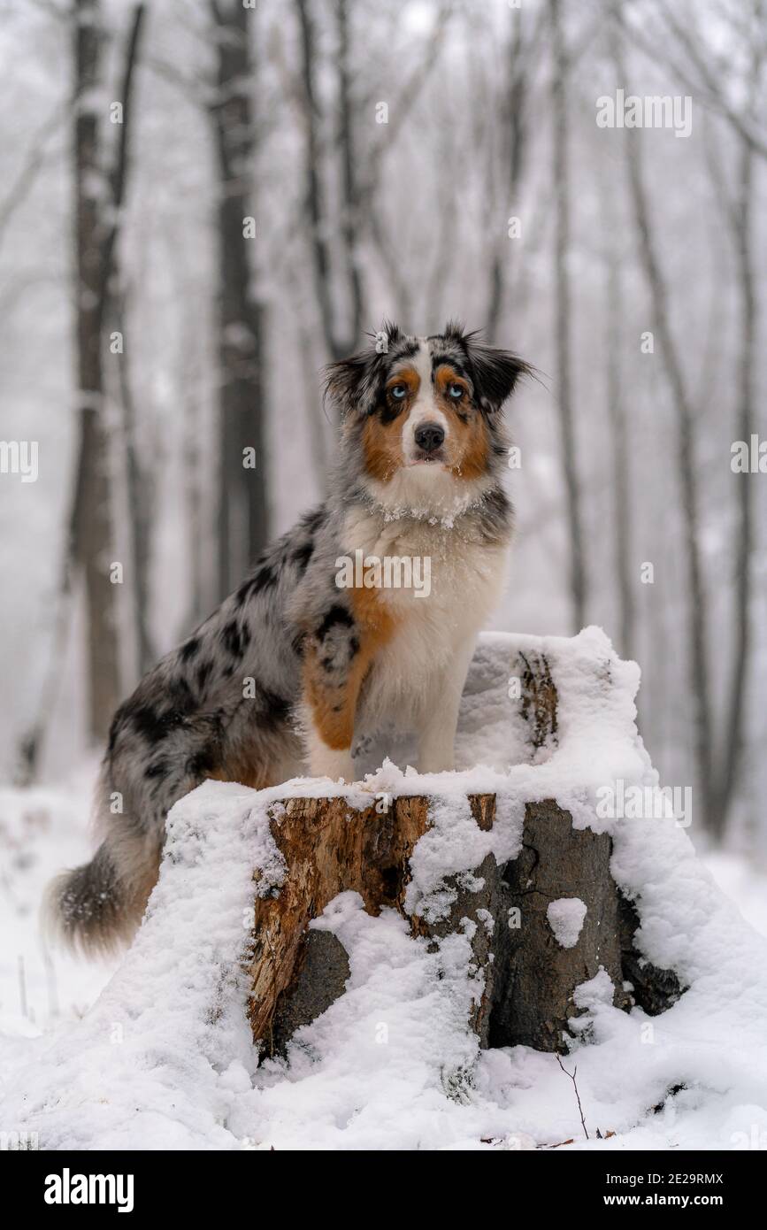 berger australien assis dans la neige sur l'arbre Banque D'Images
