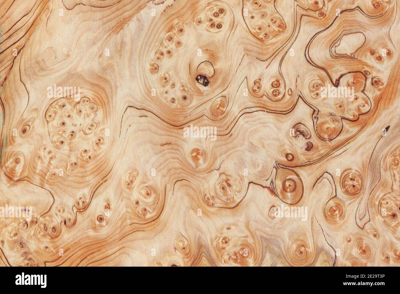 Arrière-plan de texture de terrier de bois. Image haute résolution de la burr de grain exotique de placage de bois dur. Banque D'Images
