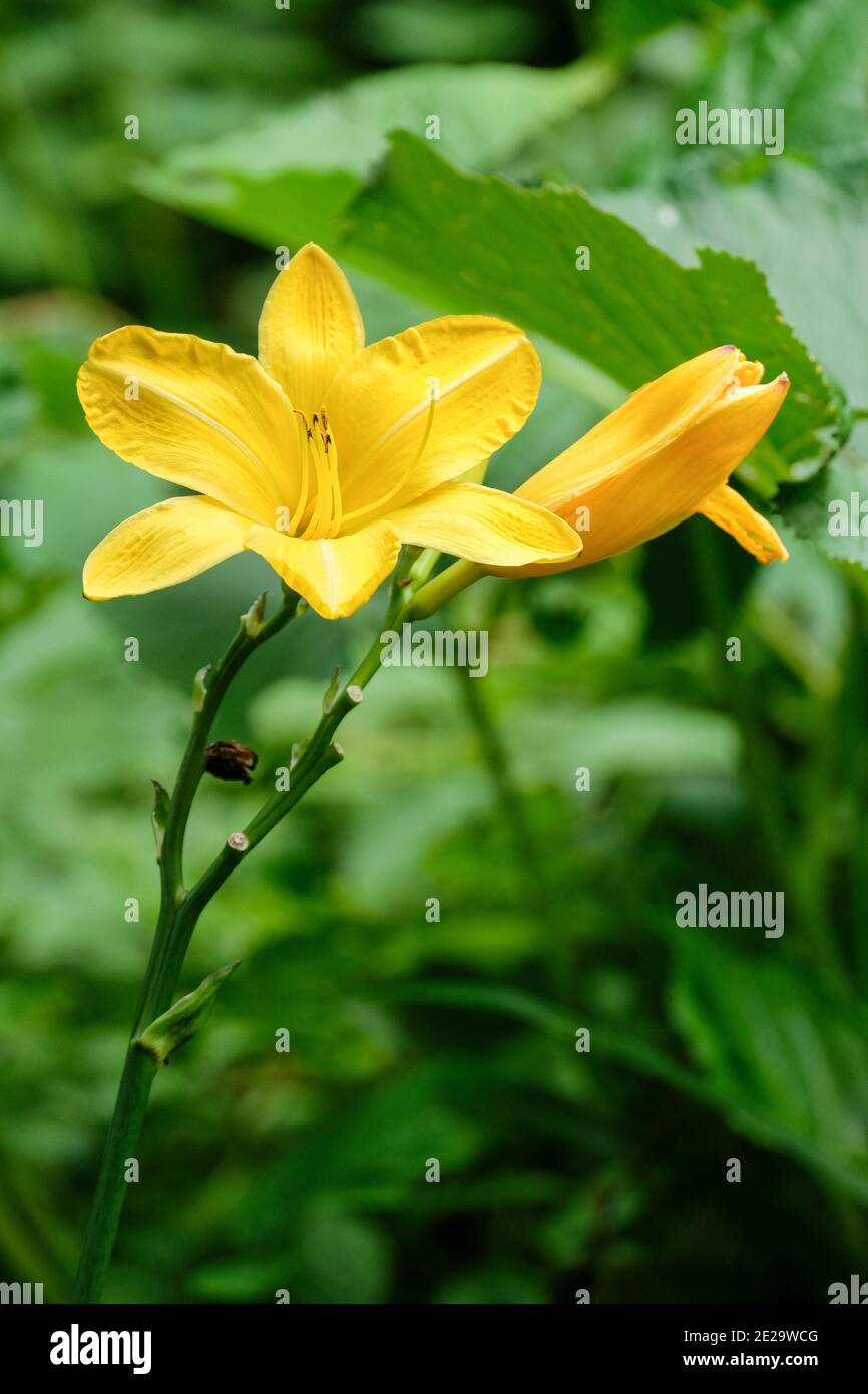 Fleurs jaune-orange d'Hemerocallis 'cartwels'. Cartroules de jour. Day Lily « cartWheels » Banque D'Images