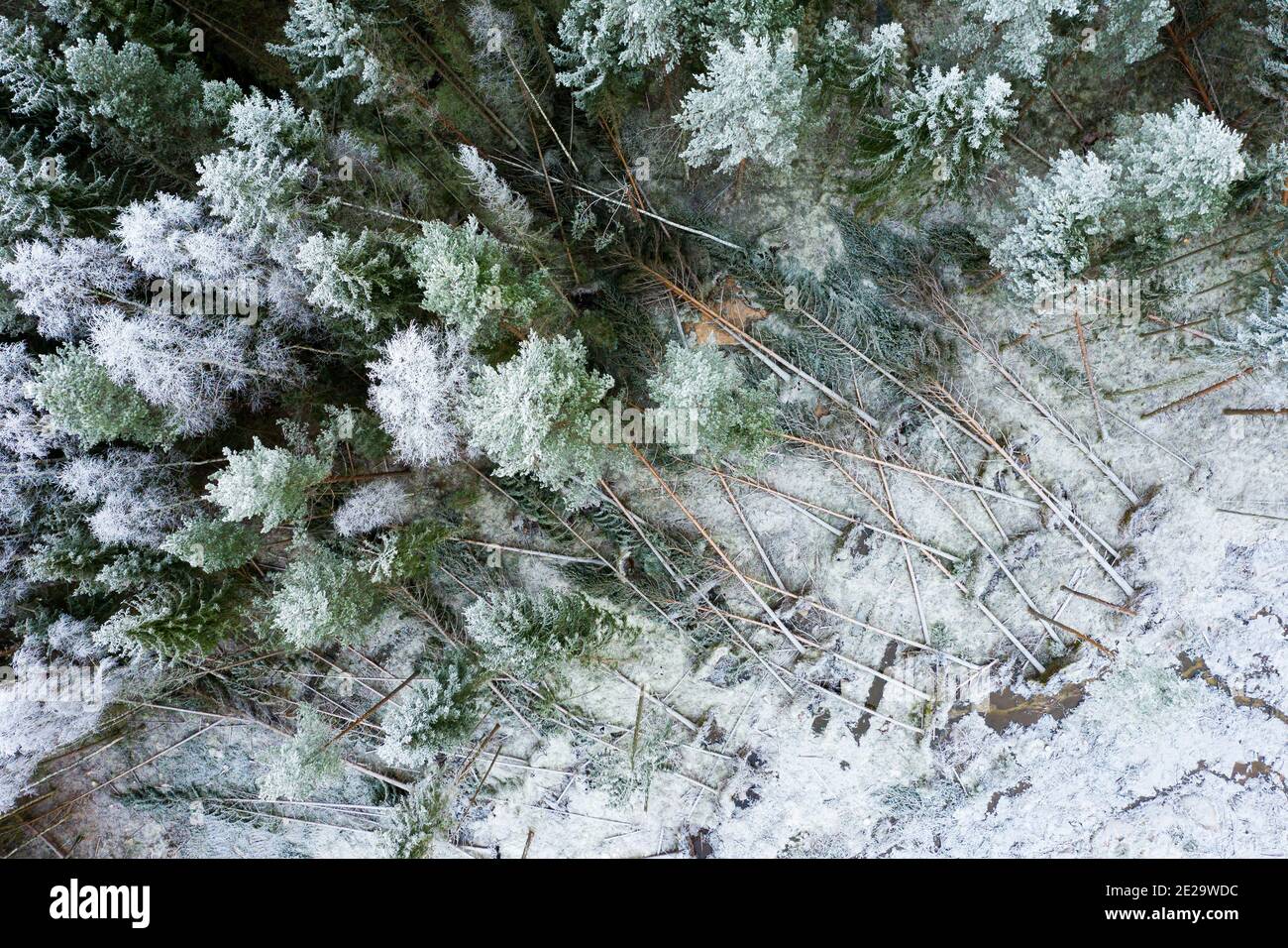 Dommages causés par la tempête dans les bois suédois givré Banque D'Images