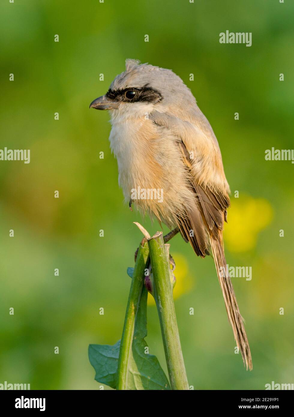 La crevette à queue longue ou la crevette à dos rufeux en est membre La famille des oiseaux Laniidae Banque D'Images