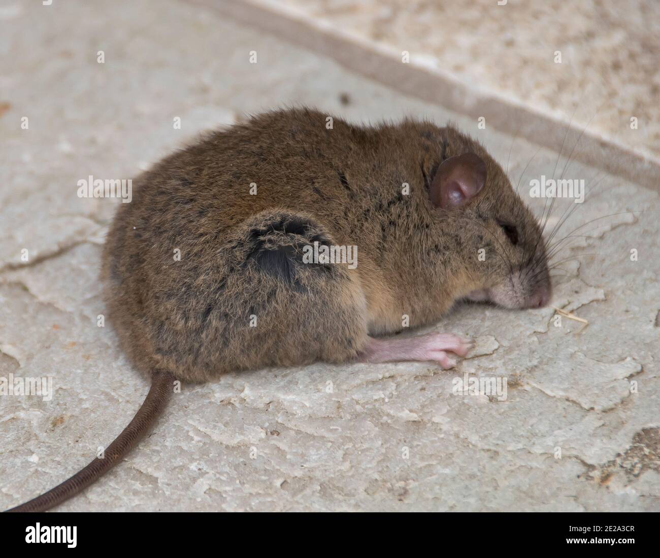 Herbage melomys (melomys burtoni) un rongeur à fourrure situé à deux pas du Queensland, en Australie. Banque D'Images