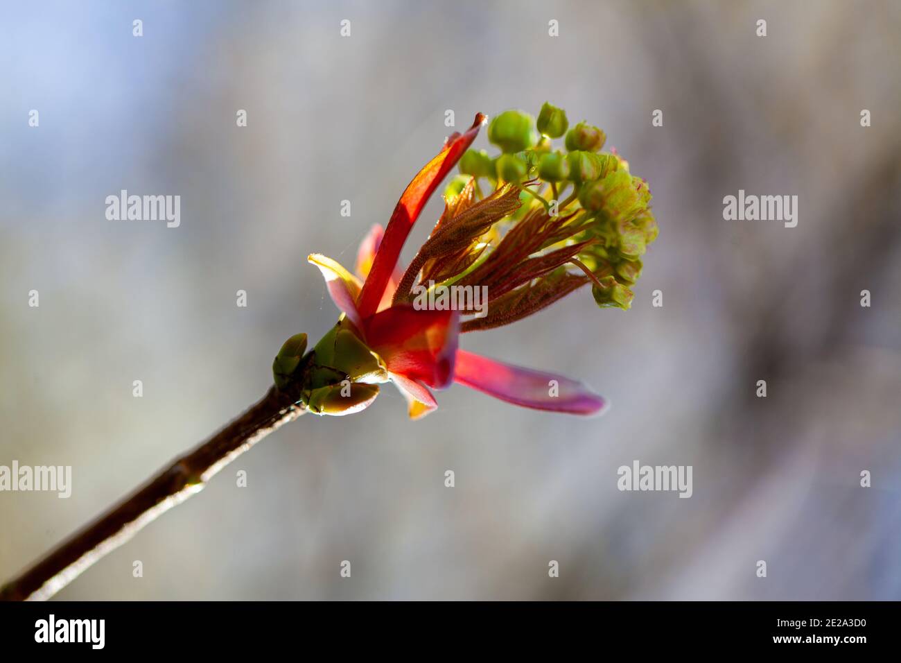 Arrière-plan en fleurs printanières. Magnifique arbre en fleurs et lumière du soleil. Jour ensoleillé. Beau verger. Printemps. Fleurs des vergers. Arbre et abeilles en fleurs. Photo de couverture. Photo de haute qualité Banque D'Images