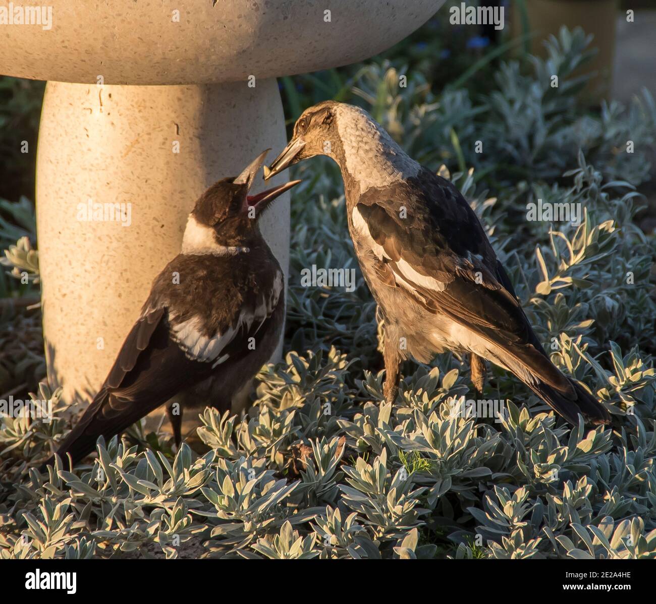 Un Magpie australien adulte (cracticus tibicen) nourrissant un jeune magpie, avec bec ouvert prêt à manger. Jardin privé dans le Queensland, Australie. Banque D'Images