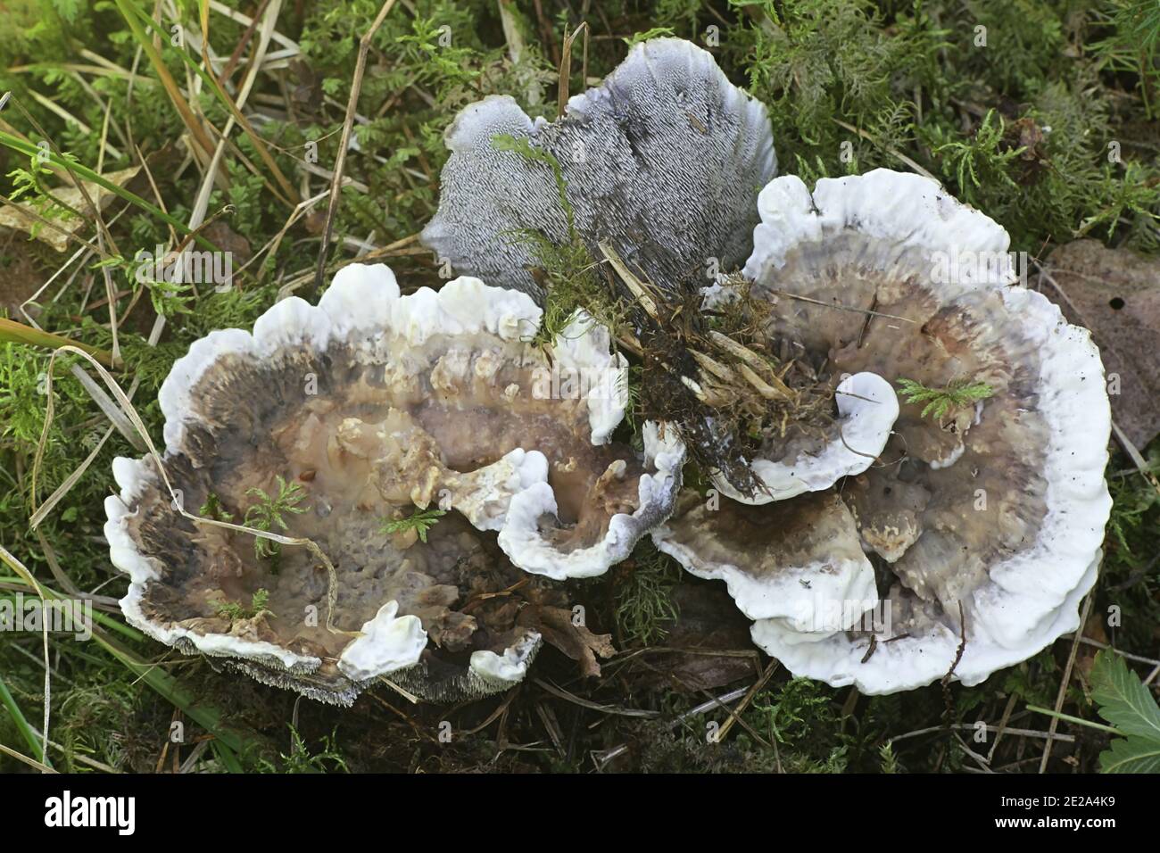 Hydnellum suaveolens, un champignon dentaire finlandais sans nom anglais commun Banque D'Images