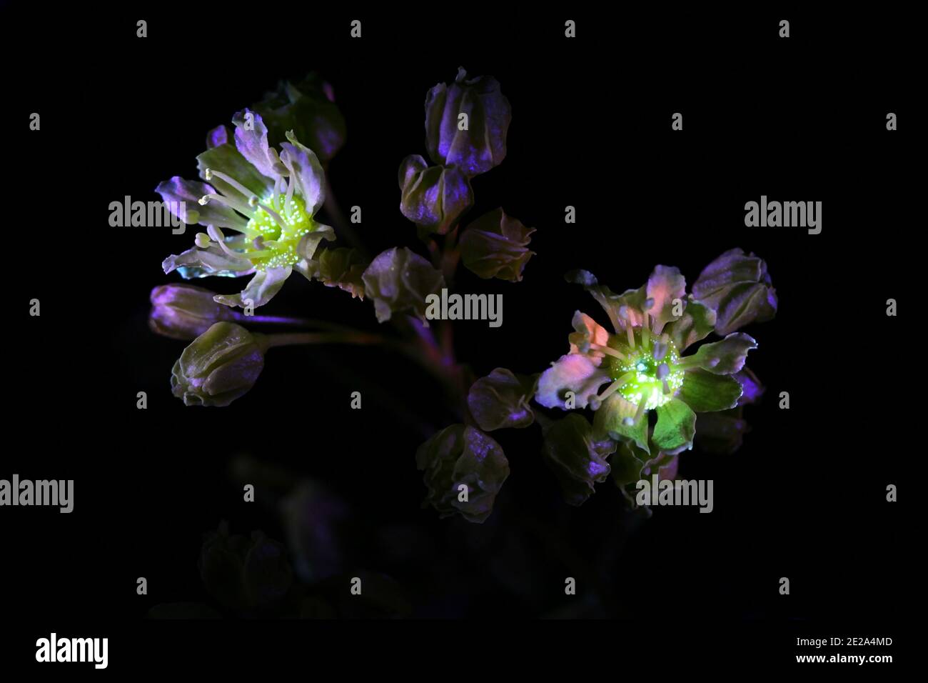 Fleurs d'érable, Acer platanoides, photographiées dans des rayons ultraviolets (365 nm) Banque D'Images