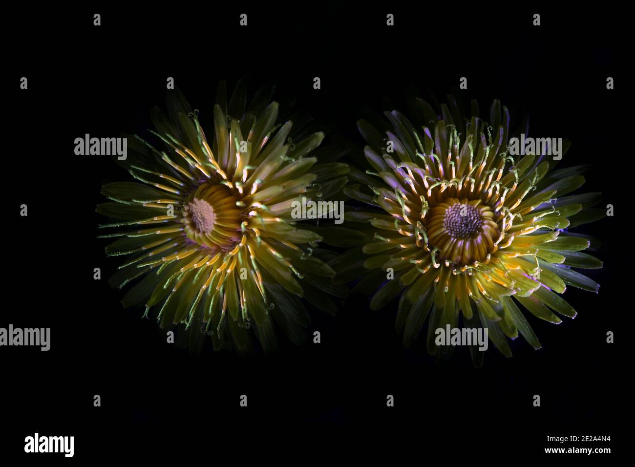 Pissenlit, Taraxacum officinale, photographié dans des rayons ultraviolets (365 nm) Banque D'Images