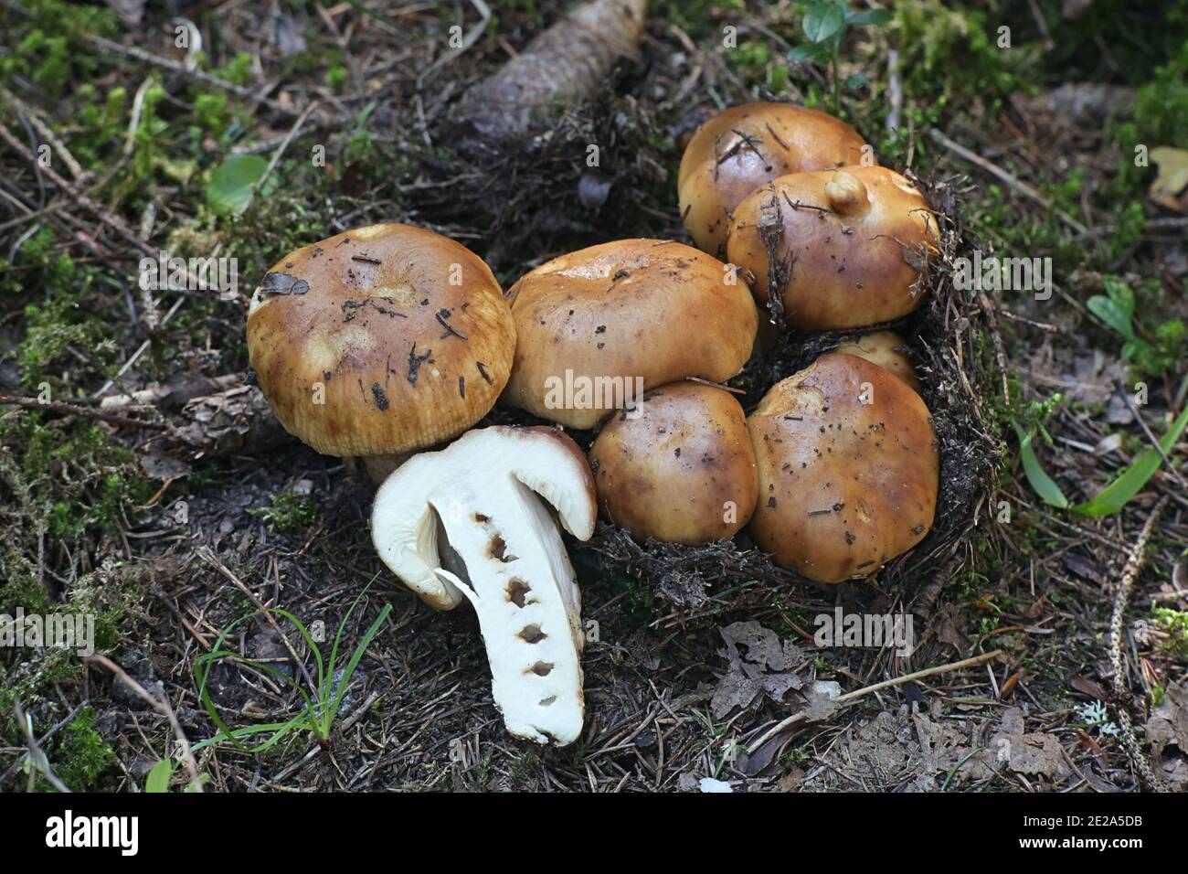 Russula foetens, connu sous le nom de Russula puant ou Brittlegill puant, de la Finlande aux champignons sauvages Banque D'Images