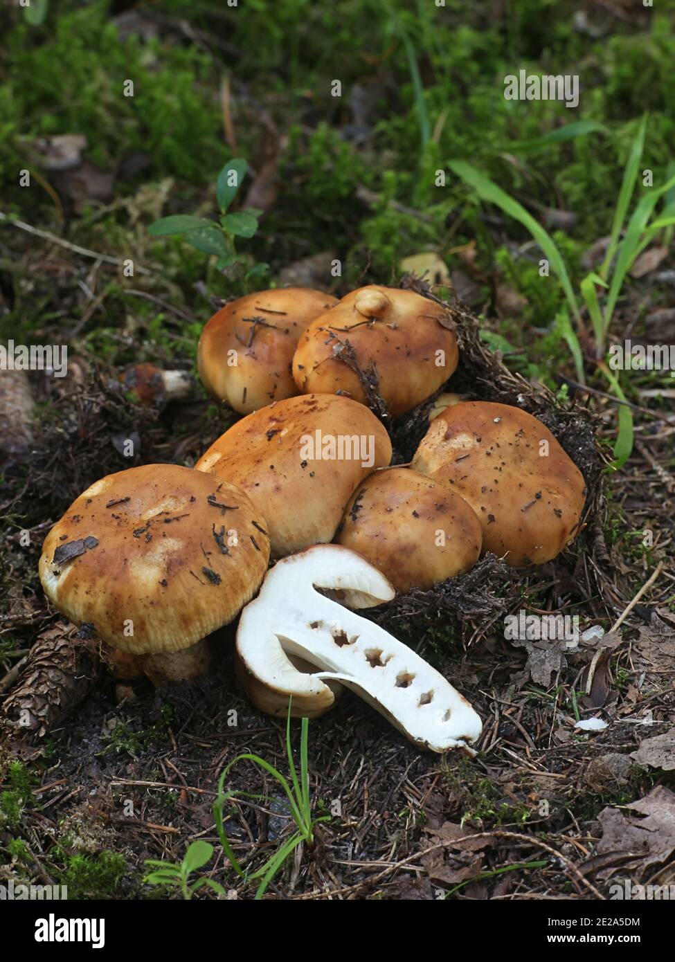 Russula foetens, connu sous le nom de Russula puant ou Brittlegill puant, de la Finlande aux champignons sauvages Banque D'Images