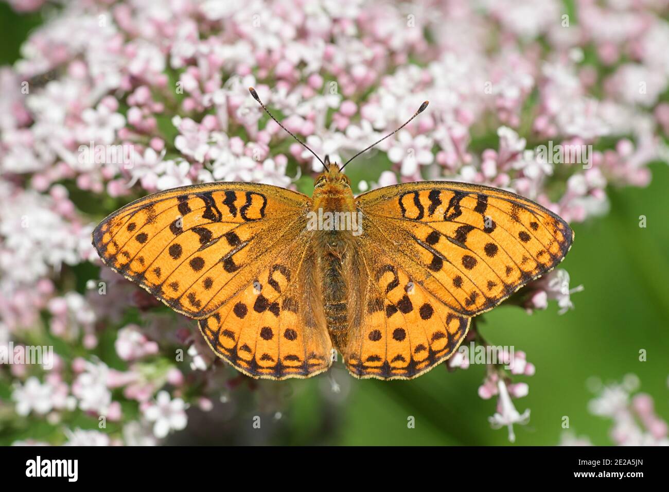 Frise brune élevée, Fabriciana adippe, se nourrissant de valériane commune, Valeriana sambucifolia Banque D'Images