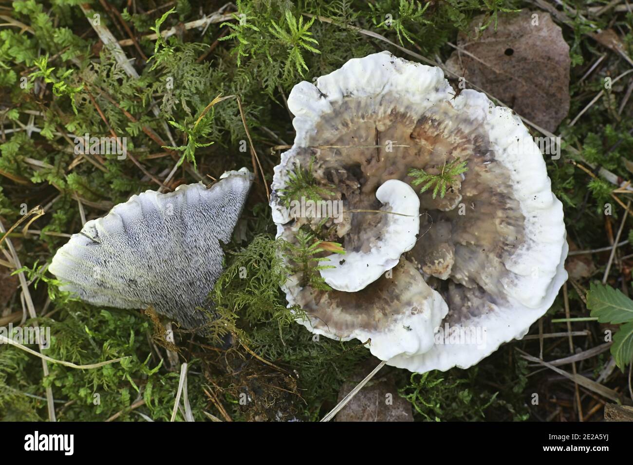 Hydnellum suaveolens, un champignon dentaire finlandais sans nom anglais commun Banque D'Images