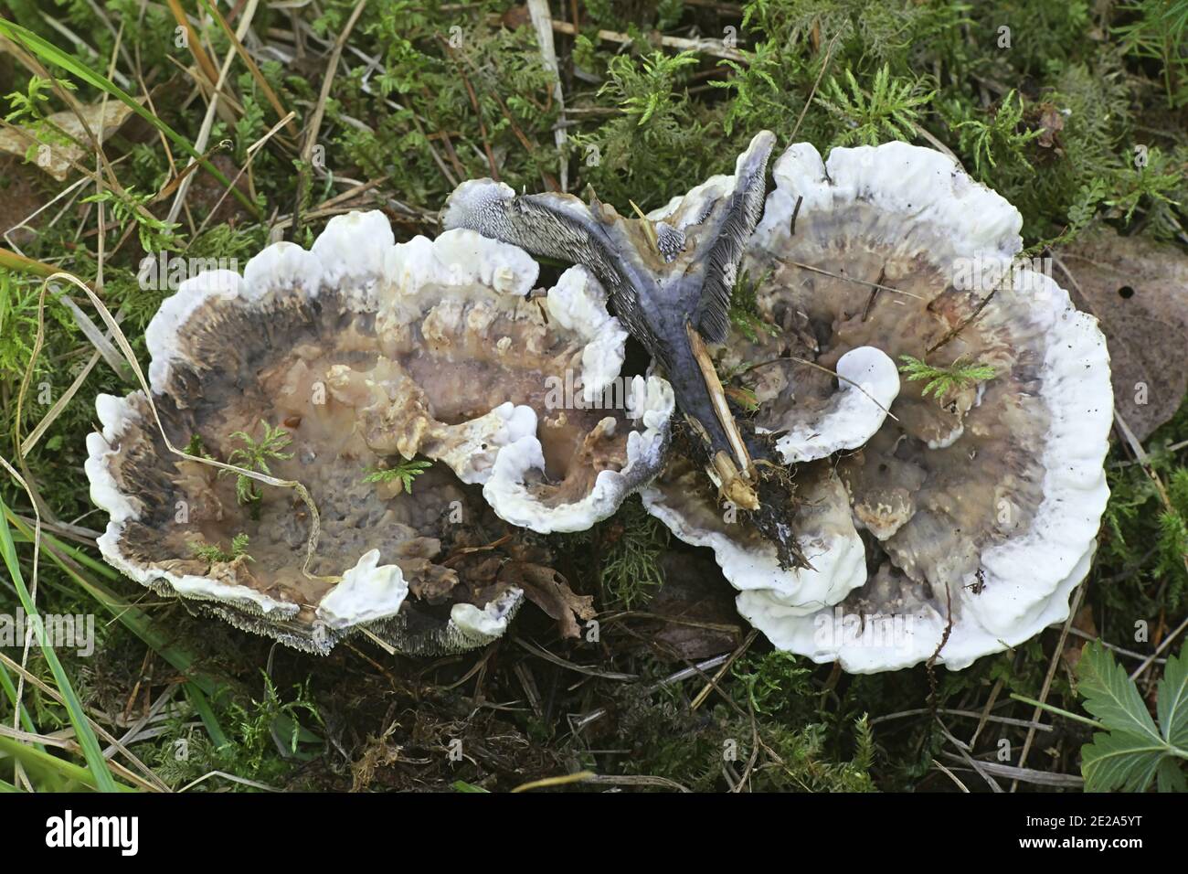 Hydnellum suaveolens, un champignon dentaire finlandais sans nom anglais commun Banque D'Images