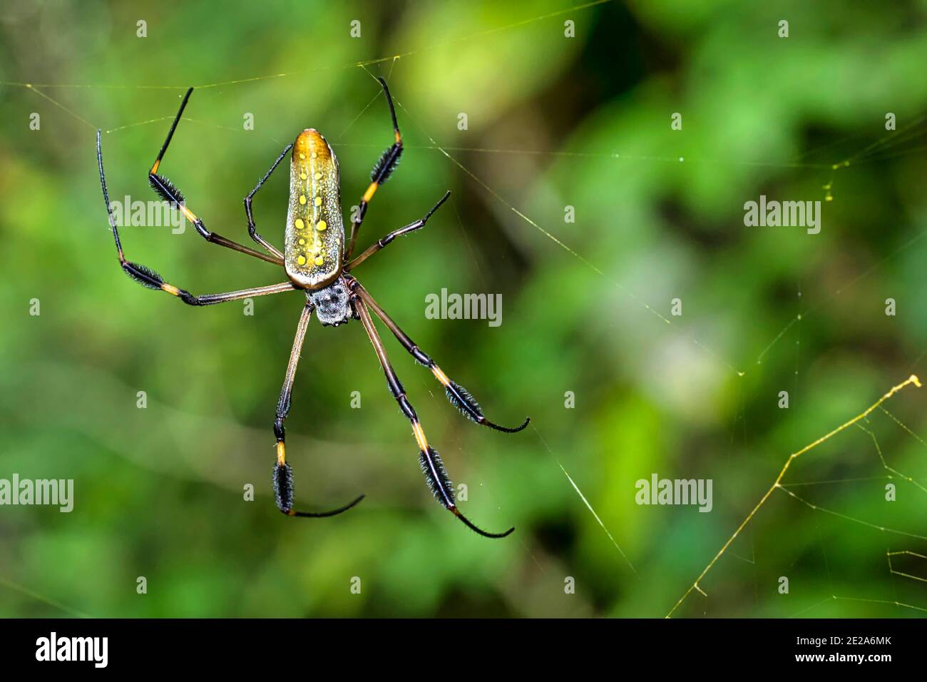 Araignée d'or, Nephila clavipes, Forêt tropicale, Parc national de Marino Ballena, Uvita de Osa, Puntarenas, Costa Rica, Amérique centrale, AME Banque D'Images