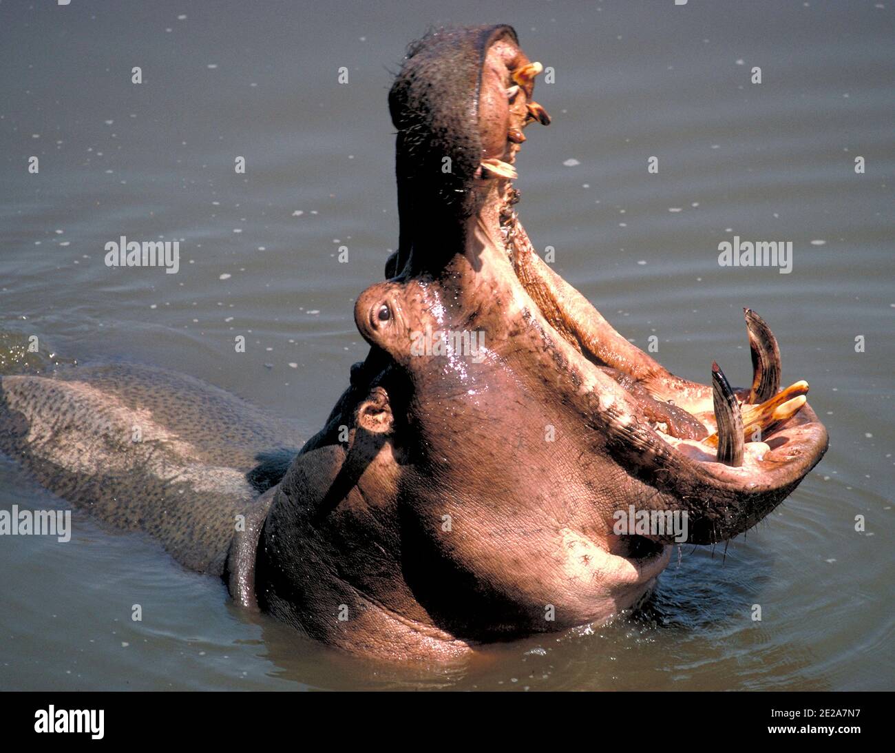 Hippopotame bâillant Hippopotamus amphibius dans le parc national de Luangwa, au sud de la rivière Luangwa, en Zambie Banque D'Images