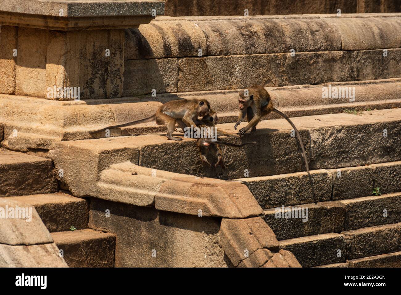Singe macaque, Macaca Sinica, Sri Lanka. Singes jouant dans les ruines antiques Banque D'Images