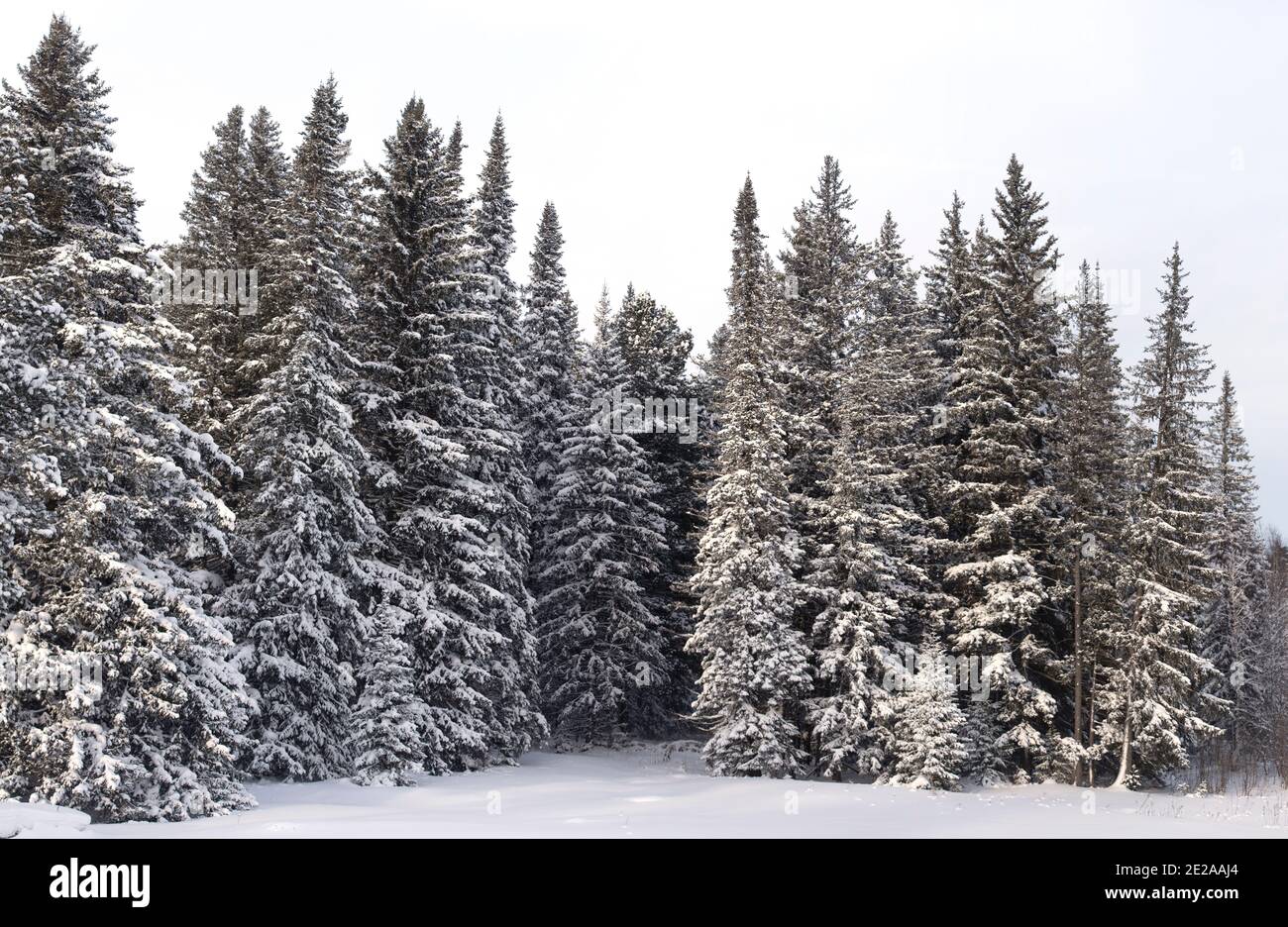 Forêt d'hiver sauvage enneigée Banque D'Images