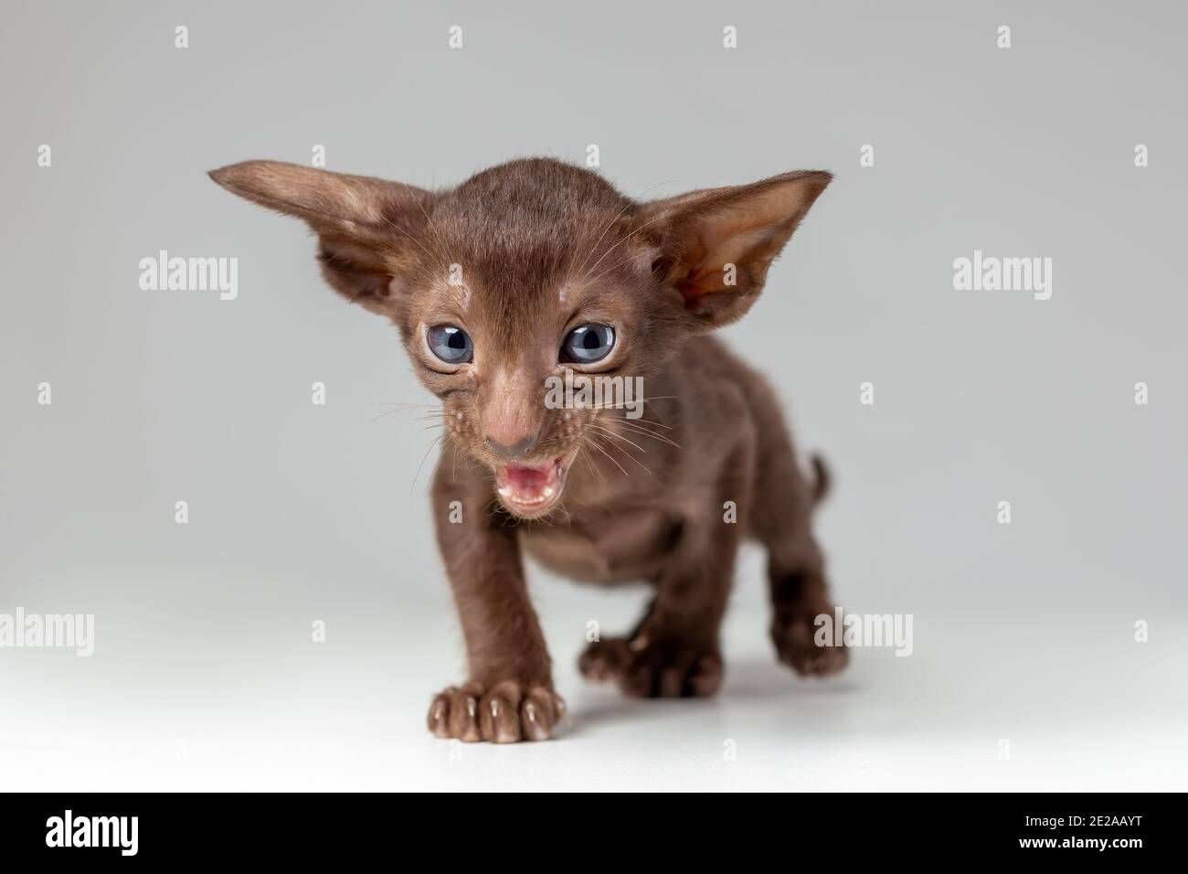 Petit chaton actif de la race orientale de chat de chocolat solide la couleur avec les yeux bleus est le mewing et marche contre le gris arrière-plan Banque D'Images