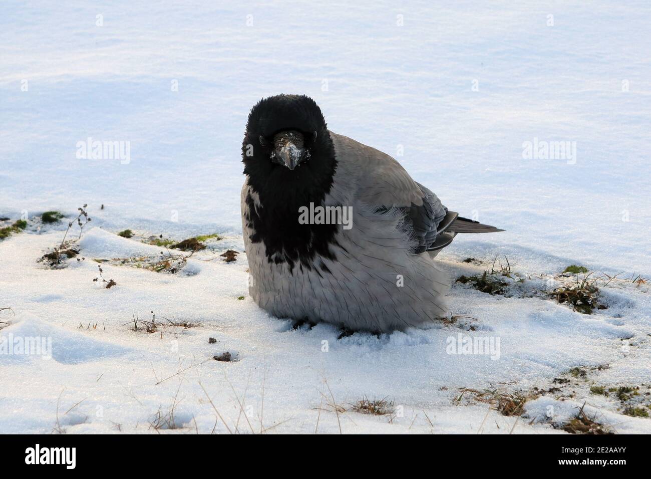 Jeune corbeau à capuche, corvus cornix, qui pille ses plumes, perchée sur un sol enneigé pour conserver la chaleur lors d'une matinée froide. Banque D'Images